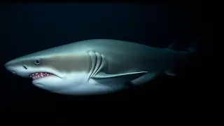 Why the Pacific Sleeper Shark Rules the Deep Without Speed