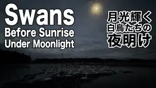 What are swans doing before dawn?🦢Relax AMSR Nature