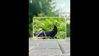 The most dangerous Insect 🐌😱