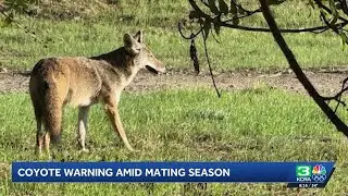 Coyotes on American River Parkway looking for partners, prey