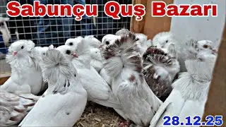 Sabunçu Quş Bazarı 28 Dekabr 2025