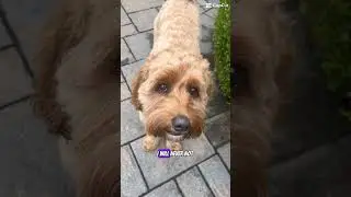 He&rsquo;s always hungry #dog #puppy #cavapoodog