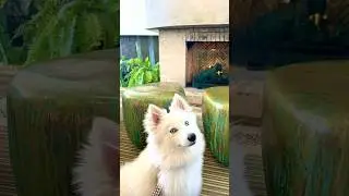Cute Happy Dog Changing Expressions #dog #cute #shorts #expression #youtubeshorts #sanfrancisco
