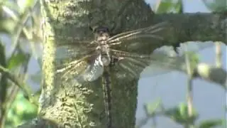 Eurasian Basket-tail, Epitheca bimaculata