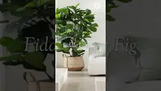 Best Tall Indoor Plants #indoorplants #indoorplantlover #houseplants #gardening  #garden #shorts