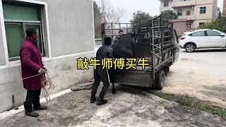 介绍敲牛师傅买两头小公牛，这价格怎么样，转手能赚钱吗？