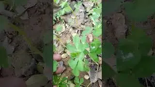 #nature #treeplanting #fruit #howtomakecompost #treefarming #fruitcrops