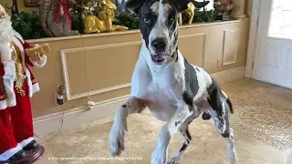 Impatient Bouncing Great Danes Can't Wait To Go For A Car Ride