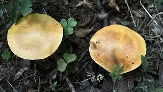 4K Suillus grevillei Mushroom Identification