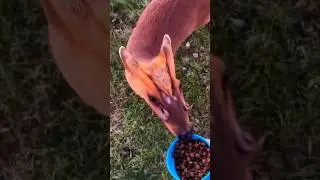 Top 3 Weirdest Animal Facts You Won&rsquo;t Believe! 🐙😱 #shorts