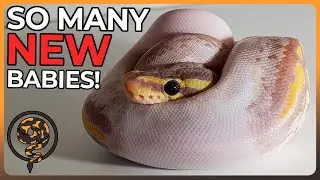 We got SO MANY EGGS in Our Banana Pastel Ball Python Egg Cutting (and 2 of them are RARE!)