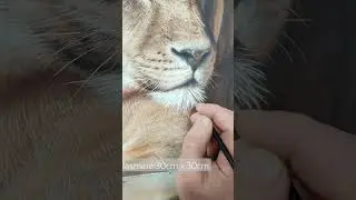 Sam Dolman realistic lion painting #art #painting #oilartist #lionpainting