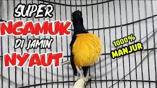 1000% MANJUR | murai batu gacor super ngamuk dijamin nyaut | pancingan cepat bikin bunyi 