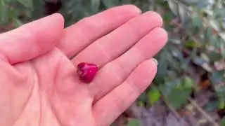 Growing Lilly Pilly in Northern CA