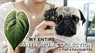 all of the anthuriums in my collection + top 8 favourites!
