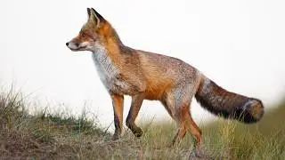 Owners of the American Prairies | Bison, Red Fox, Wild Horse, Bald Eagle, Pronghorn | HD Documentary