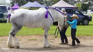 Beyond the Lens Equus