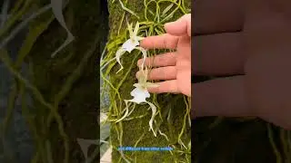 The Ghost Orchid Mystery: Nature&rsquo;s Most Elusive Flower