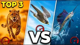 Guepardo vs Halc&oacute;n vs Pez Vela: &iquest;Cu&aacute;l es el animal m&aacute;s rapido del mundo?