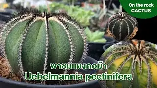 uebelmannia pectinifera แผงคอม้าหลากหลายฟอร์ม | on the rock cactus