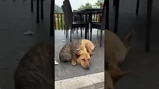 Cats Are Hiding a SHOCKING Secret! #shortvideo #cats #catlovers