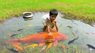 Kids Catching Red Carp Fish in Muddy Water | Traditional Fishing Adventure | ABTVbd