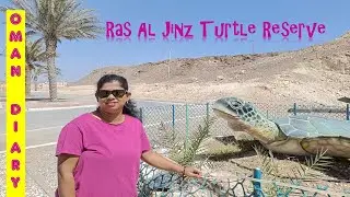 Ras Al Jinz Turtle Reserve | Oman Turtle Beach | Green Turtle | Chandranis Canvas