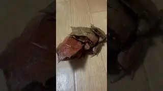 なかなか離れない　ミツヅノコノハガエル　 Long nosed horned frog   Megophrys nasuta　#shorts #shortsvideo