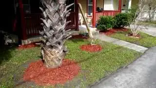 Mulch and Tree Job on a Small Yard!!!