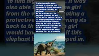 Hero Elephant Saves 4-Year-Old Girl from Deadly Tsunami 🥹❤️ #wholesome