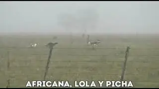 greyhound vs springbok