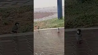 2 little pretty birds