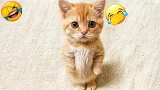 CLASSIC Dog and Cat Videos 🐶 😹 1 HOURS of FUNNY Clips