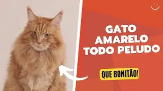Gato Amarelo Todo Peludo: Que Bonit&atilde;o!