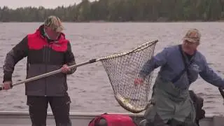 Non-Stop Walleye - World Class Fishing in N. Ontario