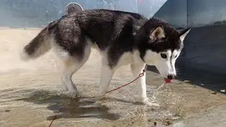 My Husky Snuck Into the POOL!
