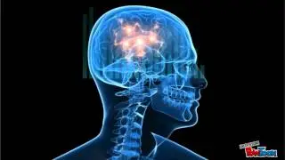 Language and Bilingualism in the Brain