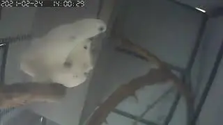 BLue eyed cockatoo mating