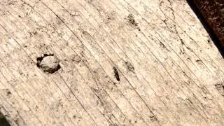 Anotylus sp. - Rove Beetle / Kurzfl&uuml;gler