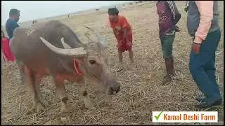 আমাদের ময়শ ভালো নেই, ময়শের পা ফুলে গেছে এবং ডাক্তার এখানে চিকিৎসা দিতে এসেছেন Moulovibazar|Sylhet