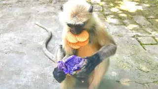 monkey langur feeding !! How many times do you feed a monkey?What does a langur monkey eat?