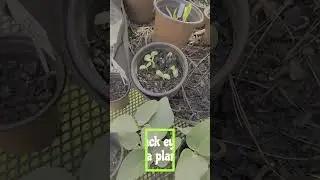 Maximize Your Garden with BOSC Pears