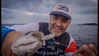 Голодный морской окунь на поверхности