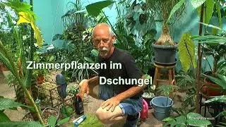 Zimmerpflanzen im Dschungel Arbeiten mit den Pflanzen