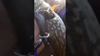 Sakit g&ouml;l&hellip; Qəfil DURNA PARTLAYIŞI! 💥🐟