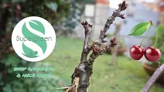 Innesto ciliegio papale - Innesto a spacco di ciliegio su amarena selvatica con Ernesto