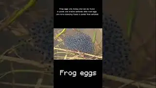 The difference between frog, toad, and salamander eggs #frog #information #toad #salamander #eggs