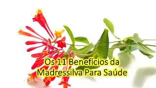 Os 11 Benef&iacute;cios da Madressilva Para Sa&uacute;de