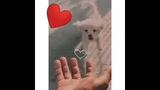 cute dog... dog lovers #cute dog status #animal lovers #status hd