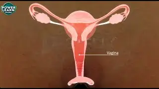 Ovaries in Female Reproductive System | Structure & Functions Explained